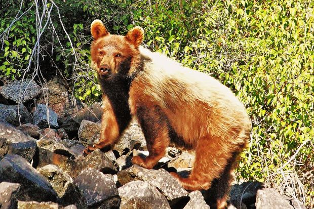 Bear
